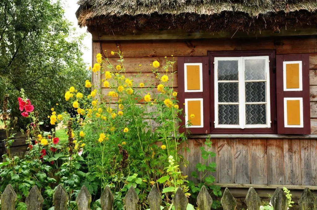 żółte kwiaty rosnące przed drewnym domem