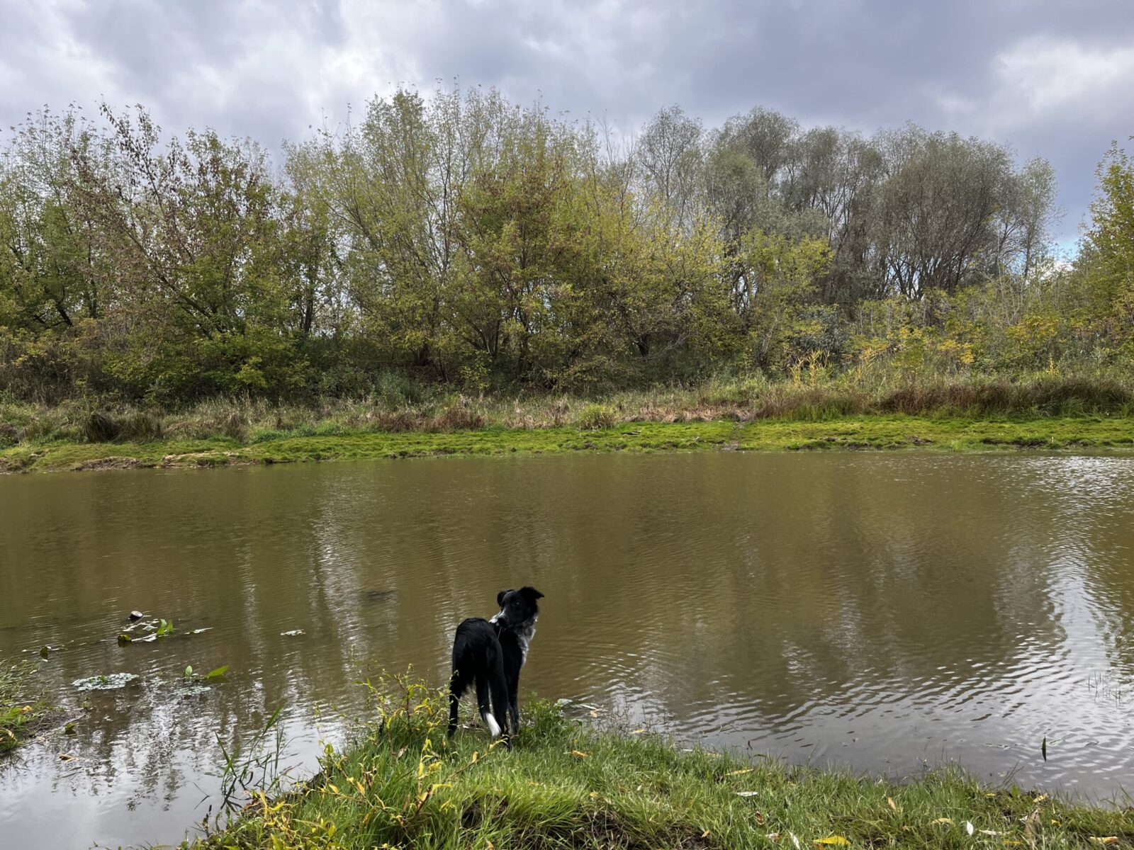 pies nad rzeką