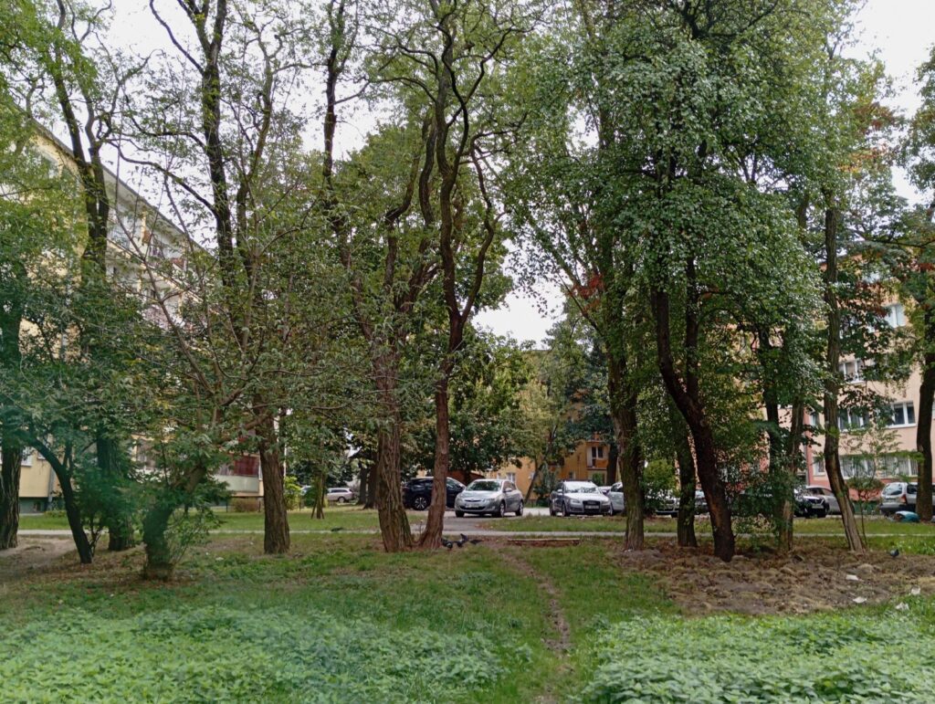 zielone podwórko
